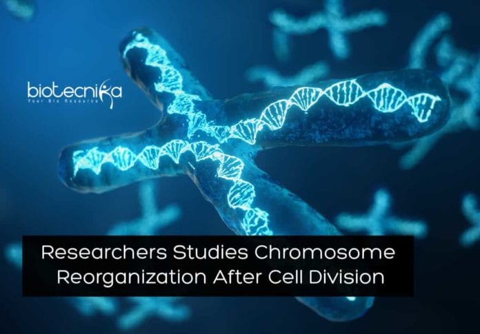 Chromosomes Reorganization After Cell Division