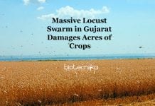 Gujarat Faces the Worst Locust Swarm In 25 Years, Destroying Acres of Crops Gujarat Massive Locust Swarm