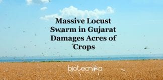 Gujarat Massive Locust Swarm