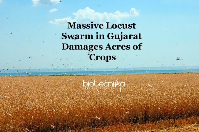 Gujarat Massive Locust Swarm