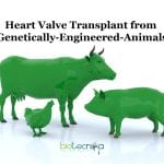 Heart-Valve-Transplant-with-Genetically-Engineered-Animals