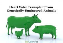 Scientists Create Genetically Engineered Animal For Heart Valve Transplant Heart-Valve-Transplant-with-Genetically-Engineered-Animals