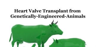 Heart-Valve-Transplant-with-Genetically-Engineered-Animals