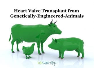 Scientists Create Genetically Engineered Animal For Heart Valve Transplant Heart-Valve-Transplant-with-Genetically-Engineered-Animals