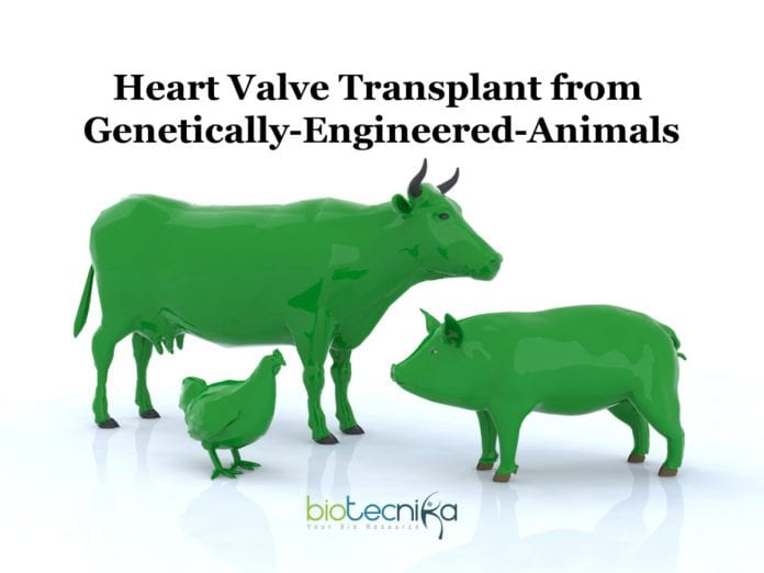 Heart-Valve-Transplant-with-Genetically-Engineered-Animals
