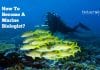 How To Become A Marine Biologist? – Eligibility, Career Path & Salary Details