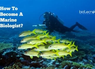 How To Become A Marine Biologist? – Eligibility, Career Path & Salary Details