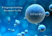 Researchers Develop a New Method to ‘Fingerprint’ Human Cells Human cells 'fingerprint' scPred