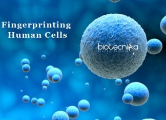 Researchers Develop a New Method to ‘Fingerprint’ Human Cells Human cells 'fingerprint' scPred