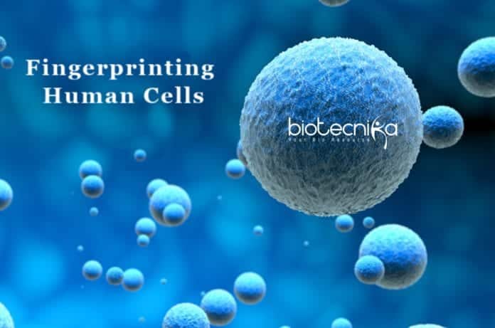 Human cells 'fingerprint' scPred