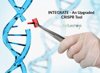 Scientists Develop INTEGRATE – An Upgraded CRISPR Tool INTEGRATE-An-Upgraded-CRISPR-Tool