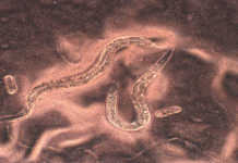 Devils worm genome sequenced