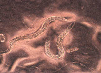 American University Researchers Sequence Devil Worm’s Genome Devils worm genome sequenced