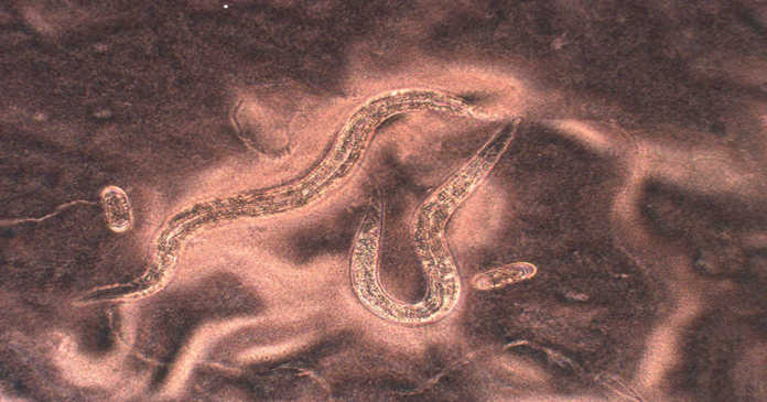 Devils worm genome sequenced