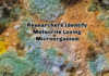 New Study Reveals A Meteorite-loving microorganism Microbial-Growth-On-Meteorites