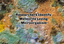 New Study Reveals A Meteorite-loving microorganism Microbial-Growth-On-Meteorites