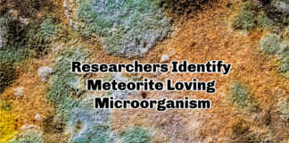 Microbial-Growth-On-Meteorites