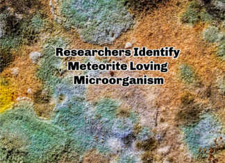 New Study Reveals A Meteorite-loving microorganism Microbial-Growth-On-Meteorites