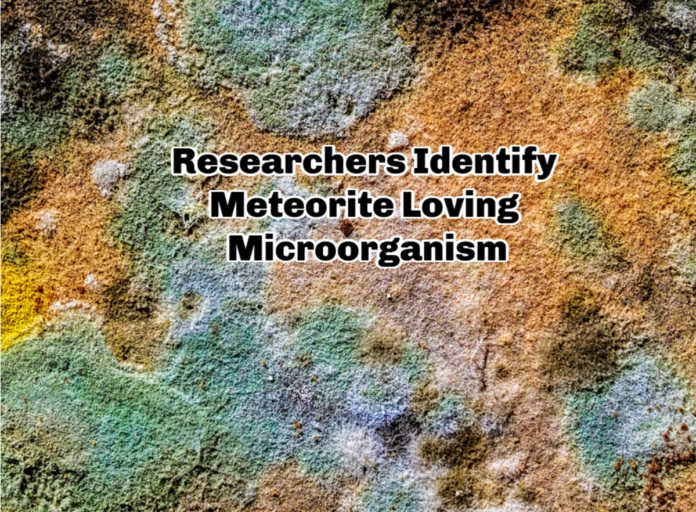 Microbial-Growth-On-Meteorites