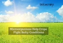 Fungus & Bacteria Combo Can Help Crops Fight Salty Conditions – New Study Microorganisms Fight Crop Salt-Conditions