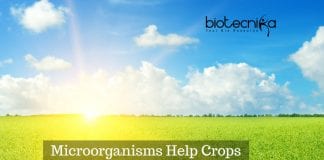 Microorganisms Fight Crop Salt-Conditions