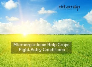 Fungus & Bacteria Combo Can Help Crops Fight Salty Conditions – New Study Microorganisms Fight Crop Salt-Conditions