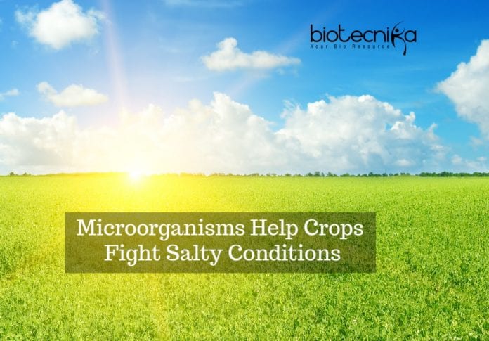 Microorganisms Fight Crop Salt-Conditions