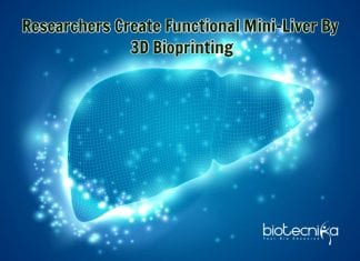 Functional Mini-Liver Created By 3-D Bioprinting Mini Liver By 3D Bioprinting