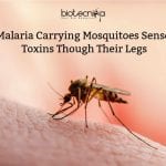 Malaria Carrying Mosquitoes Sense Toxins Though Their Legs Mosquito legs Sense Toxins