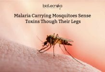 Malaria Carrying Mosquitoes Sense Toxins Though Their Legs Mosquito legs Sense Toxins