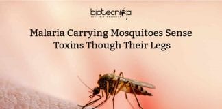 Mosquito legs Sense Toxins