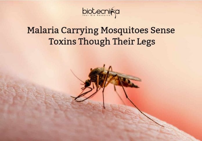 Mosquito legs Sense Toxins