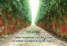 CRISPR Modified Tomatoes – Ideal For Urban Gardens & Outer Space