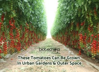 CRISPR Modified Tomatoes – Ideal For Urban Gardens & Outer Space