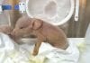 World’s First Monkey Pig Hybrids Developed By Chinese Scientists Monkey Pig Hybrids