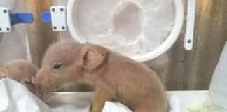 Monkey Pig Hybrids