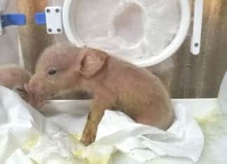 World’s First Monkey Pig Hybrids Developed By Chinese Scientists Monkey Pig Hybrids