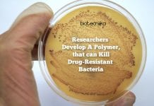 Researchers Develop Polymer That Can Kill Drug-Resistant Bacteria Polymer-Kills-Resistant-Bacteria
