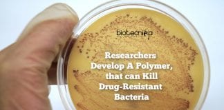 Polymer-Kills-Resistant-Bacteria