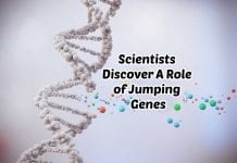 Jumping Genes and Its Role During Stress Revealed In A New Study Role of Jumping Genes During Stress