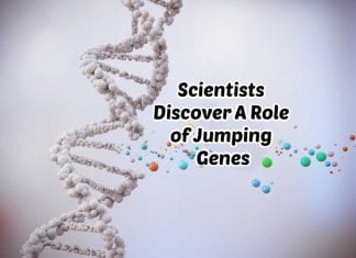 Jumping Genes and Its Role During Stress Revealed In A New Study Role of Jumping Genes During Stress