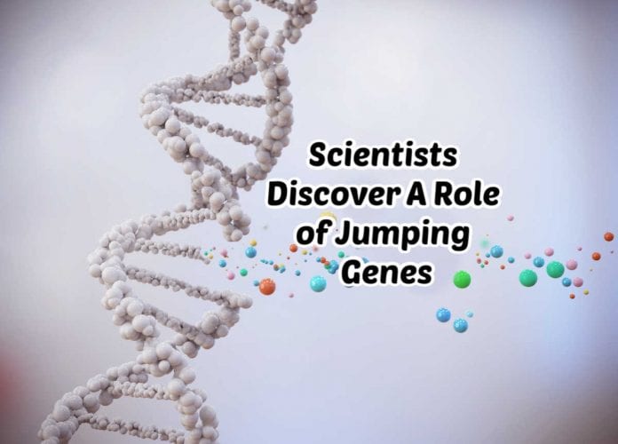 Role of Jumping Genes During Stress