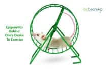 Scientists Discover The Epigenetics Behind One’s Desire to Exercise epigenetics behind desire to exercise