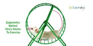 epigenetics behind desire to exercise