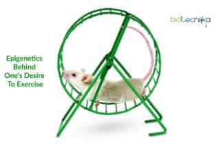 Scientists Discover The Epigenetics Behind One’s Desire to Exercise epigenetics behind desire to exercise