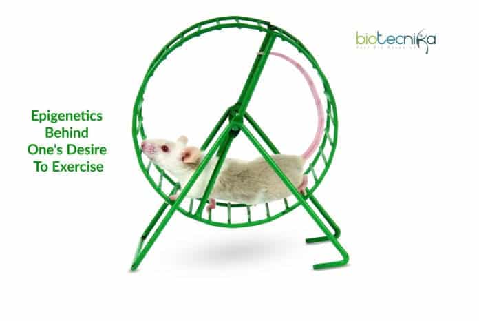 epigenetics behind desire to exercise