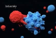 Metal Mesh Loaded With T Cells To Fight Solid Tumors T-Cells-Mesh Shrinks Solid Tumors