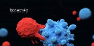T-Cells-Mesh Shrinks Solid Tumors