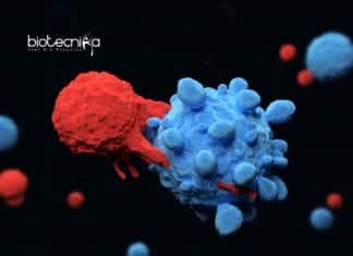 Metal Mesh Loaded With T Cells To Fight Solid Tumors T-Cells-Mesh Shrinks Solid Tumors