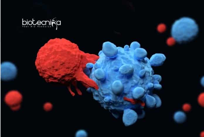 T-Cells-Mesh Shrinks Solid Tumors